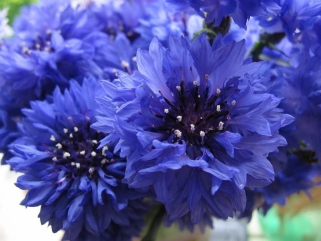 blueflowersopt
