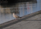 DSC_2704.JPG